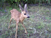 Russia - Dagestan - Tsumada rayon - Tissink woods: Bambi -  roe deer or gazelle - Antilope dorcas (photo by G.Khalilullaev)