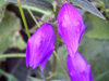 Russia - Dagestan - Tsumada rayon: magenta flowers (photo by G.Khalilullaev)