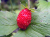 Russia - Dagestan - Tsumada rayon: wild strawberry (photo by G.Khalilullaev)