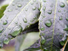 Russia - Dagestan - Tsumada rayon: morning dew (photo by G.Khalilullaev)