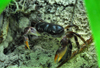 Punta Cana, Dominican Republic: crab hiding in the vegetation - Arena Gorda Beach - photo by M.Torres