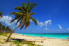 Punta Cana, Dominican Republic: coconut palm leaning over the beach - Arena Gorda Beach - photo by M.Torres