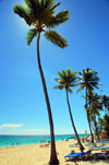 Punta Cana, Dominican Republic: sea and tall coconut palms - Arena Gorda Beach - photo by M.Torres