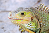 Ro San Juan, Mara Trinidad Snchez province, Dominican republic: close-up of a Hispaniolan Ground Iguana - Ricord's Rock Iguana - Cyclura ricordi - photo by M.Torres