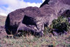 Easter Island - Rano Raraku: unfinished statue 21 m long - photo by G.Frysinger