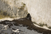 Old Harry Rocks, Jurassic Coast, Dorset, England: cave entrance - UNESCO World Heritage Site - photo by I.Middleton