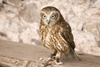 Exmoor NP, Somerset, South West England, UK: owl at Exmoor Falconry - photo by I.Middleton