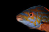 English Channel, Cornwall, England: male cuckoo wrasse close up - Labrus mixtus - photo by D.Stephens