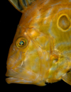 English Channel, Cornwall, England: John Dory - Zeus faber - St Peters fish - photo by D.Stephens