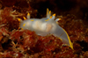 English Channel, Cornwall, England: Polycera faeroensis nudibranch - photo by D.Stephens