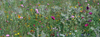 London, England: planted wildflower meadow, Newham - photo by A.Bartel