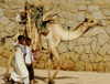 Eritrea - Keren, Anseba region: boys with camel tranporting wood for the weekly market - photo by E.Petitalot