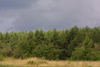 Estonia - Saaremaa island: forest - woods - trees (photo by A.Dnieprowsky)