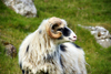 Streymoy island, Faroes: shaggy sheep along the hiking trail from Trshavn to Kirkjubur - photo by A.Ferrari