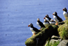 Mykines island, Faroes: Atlantic Puffins over rocks - Fratercula arctica - photo by A.Ferrari