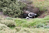 Falkland islands - East Falkland - Salvador - Magellanic Penguin in a burrow - Jackass -  Spheniscus magellanicus - photo by Christophe Breschi