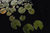 Denarau Island, Viti Levu, Fiji: Lilly pads - photo by B.Cain