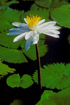 Viti Levu, Fiji: Lotus blossom - photo by C.Lovell