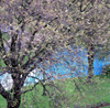 Le Havre, Seine-Maritime, Haute-Normandie, France: trees at St. Roch Square, English Garden - photo by A.Bartel