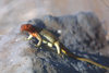 Galapagos Islands: lava lizard - Tropidurus delanonis - photo by R.Eime