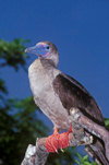 Genovesa Island / Tower Island, Galapagos Islands, Ecuador: Red-footed Booby bird (Sula sula), the smallest of the Galapagos boobies - perched on a branch - photo by C.Lovell