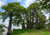 James Island / Kunta Kinteh island, The Gambia: baobab forest by the river Gambia - photo by M.Torres