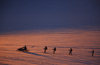 Greenland, Apussuit: snowscooters pulling skiers on the snow - photo by S.Egeberg