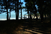 Praia de Varela / Varela beach, Cacheu region, Guinea Bissau / Guin Bissau: View from the beach between the trees / vista da praia por entre as rvores e as sombras - photo by R.V.Lopes