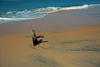 Praia de Varela / Varela beach, Cacheu region, Guinea Bissau / Guin Bissau: dead trunk beach / paisagem da praia - rvore morta - photo by R.V.Lopes