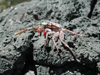 Oahu island - Moakalua: crab on the lava - photo by P.Soter