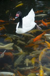 5 Hawaii - Kauai Island: Goose and Poy fish in idylicponds - Hawaiian Islands - photo by D.Smith