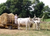 Hungary / Ungarn / Magyarorszg - Somogyvmos: Long-horned Hungarian Grey cattle (photo by J.Kaman)