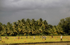 South India: rice cultivation - Asian agriculture - photo by W.Allgwer