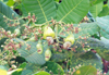 India - Auroville: cashew nuts on the tree - photo by M.Torres