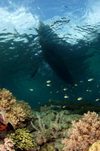 Wakatobi archipelago, Tukangbesi Islands, South East Sulawesi, Indonesia: canoe silhouette over coral reef - Banda Sea - Wallacea - photo by D.Stephens