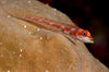 Wakatobi archipelago, Tukangbesi Islands, South East Sulawesi, Indonesia: whip coral goby resting on sponge - Cottogobius yongei - Banda Sea - Wallacea - photo by D.Stephens