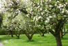 Ireland - Birr (co. Offaly): Birr Castle - blossoming apple orchard - photo by N.Keegan