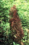 Juan Fernandez islands - Robinson Crusoe island: gunnera peltata - the flower - flower - the inflorescence is over 1 metre long - herbaceous flowering plant (photo by Willem Schipper)