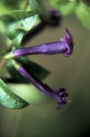 Juan Fernandez islands - Robinson Crusoe island: Juan Bueno - rhaphithamnus venustus - flowers - family Verbenaceae, Arrayn macho in the local vernacular - endemic shrub from the forest (photo by Willem Schipper)