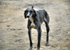 Kazakhstan - Karaturuk area, Almaty province: Kazakh hound - hunting dog - photo by M.Torres