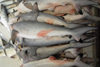 Kuwait city: fish market - sharks - photo by M.Torres