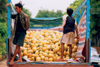 Laos - Luang Prabang - Delivering pumpkins