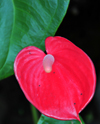 Andasibe, Alaotra-Mangoro, Toamasina Province, Madagascar: anthurium - red flower - photo by M.Torres