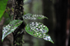 Andasibe, Alaotra-Mangoro, Toamasina Province, Madagascar: leaves with white and black spots - Analamazoatra Reserve / Prinet - photo by M.Torres