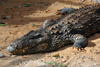 Antananarivo / Tananarive / Tana - Analamanga region, Madagascar: Parc botanique et Zoologique de Tsimbazaza - Crocodylus niloticus - Nile crocodile at the Vivarium - photo by M.Torres