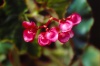 Funchal: Jardim Botnico - flor vermelha / botanical garden - red flower - photo by F.Rigaud