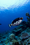 Sipadan Island, Sabah, Borneo, Malaysia: Clown Triggerfish on the coral reef - Balistoides conspicillum - photo by S.Egeberg