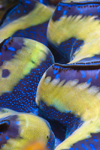 Sipadan Island, Sabah, Borneo, Malaysia: detail of Giant Clam on Turtle Patch - photo by S.Egeberg