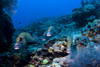 Sipadan Island, Sabah, Borneo, Malaysia: Harlequin Sweetlips in the reef - Plectorhinchus chaetodonoides - photo by S.Egeberg