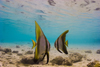 Sipadan Island, Sabah, Borneo, Malaysia: pair of Golden Batfish on the shallow water - juveniles - Platax Boersi - Boers batfish - photo by S.Egeberg